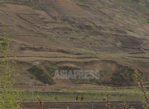 [북한 내부] 개인밭 「소토지」 전폐 명령　 개인농 불허를 강행 농민은 굶주림 걱정