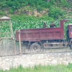 은폐된 북한　코로나의 실태를 살핀다(2)   도시 봉쇄 서서히 완화, 외출 가능 지구부터 농촌동원　파견