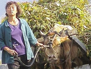 ＜북한내부 인터뷰＞ "목숨 걸고 곡물 증산하라고 지시받고 있다"... 농업총동원 본격화　춘궁으로 굶주리는 농민도