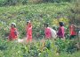 ＜북한내부＞ 농장 현지의 최신 보고 (7)　풍작인 감자 수확에 많은 주민 동원하면서…　