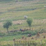 ＜북한 칠흑의 4년을 비추다＞ (10) 사회주의 지붕아래 깃든 자본주의 유령2　“계획은 내게 맡기소” 군량미 해결사, 돈 많은 개인이 농촌 경제의 동력인가?