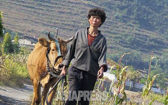 ＜북한내부＞빼앗은 개인 ‘소토지’, 기관·기업소에 임대해 국가가 돈벌이... “수확물 40% 상납해라”