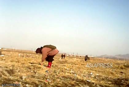 (Reference photo) Elderly woman gleaning a post-harvest field. This is a familiar sight in North Korea in autumn. This photograph was taken in November 2012 in the suburbs of Sinuiju in the North Pyongan Province by an ASIAPRESS reporting partner. (C)ASIAPRESS