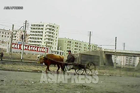 An oxcart at the roadside. Behind the ox, the slogan reading "Forward toward the future with full of courage" can be seen. (Taken by our reporting partner in South Pyongan Province, March 2013.) ASIAPRESS