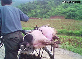 A pig tied to the back of a bicycle. This man appeared to be taking the pig to the city to sell and earn some money. This kind of trading business is called "Taegori" in North Korea.(2010. South Pyongan Province. Taken by Kim Dong-cheol.)ASIAPRESS