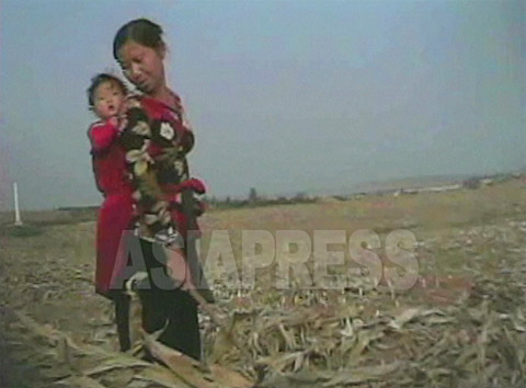 (Reference Photo) A woman gleaning grains at the field after harvesting. (South Hwanghae Province/ September/2008. Taken by Shim Ui-chun)  ASIAPRESS