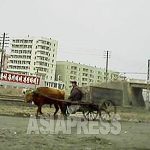 Cows are the Property of the State - Severe Punishment For Unauthorized Slaughtering