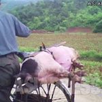Highly Favored, But Hard to Procure, Pork a Rare Treat in N.Korea