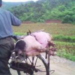 <North Korea> Swine Swindlers: Merchants Claim Confiscated Pork is Being Supplied by Authorities to Construction Workers