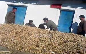 Arduous Starch: Soaring Price of Potatoes Sees Anxious Poor Hoard Supplies and Panic Buy