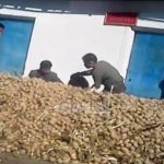 <Inside N. Korea> Distribution Distrust: Residents Wary of a Return to Rations after Huge Harvest Provides Potatoes to Whole Province