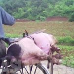 <Interview with a N. Korean Woman> "I live with goats and pigs in my apartment"  The desperation driving people to raising animals at home