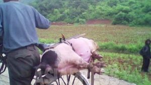 ＜Interview with a N. Korean Woman＞ "I live with goats and pigs in my apartment"  The desperation driving people to raising animals at home