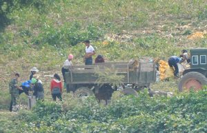 ＜Inside N. Korea＞ A recent report on conditions at farms (2)  The military is given priority over harvested crops because “there are many soldiers suffering from malnutrition”…In a rare move, the military takes crops directly from fields （3 recent photos）