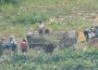 ＜Inside N. Korea＞ A recent report on conditions at farms (2)  The military is given priority over harvested crops because “there are many soldiers suffering from malnutrition”…In a rare move, the military takes crops directly from fields （3 recent photos）