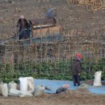 <North Korea Special>What is the Reality of Kim Jong-un's Agricultural Policy Reform? (5) Distribution Method Changed... "Quotas are High and Distribution is Low" "Losing Heart" - Farm Workers' Complaints