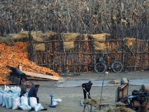 <North Korea Special>What is the Reality of Kim Jong-un's Agricultural Policy Reform? (1) "Collective" Disappears from Farms Major Revisions to Agricultural Regulations