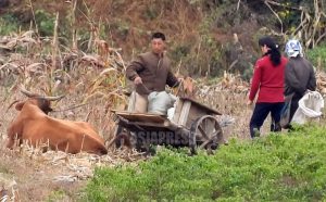 ＜Inside N. Korea＞ Farm Officials Illegally Transfer Children to Cities... Avoiding the Despised Farmer Status of Poverty and Contempt