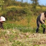 <Field Investigation> How Was North Korea's New 2025 Agricultural Policy? (1) Good Harvests at North Hamgyong Province Farms, Increased Distribution Brings Relief to Farmers (4 photos)