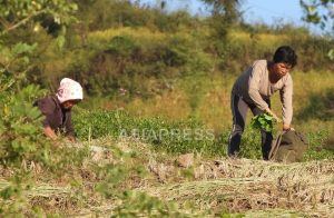 <Field Investigation> How Was North Korea's New 2025 Agricultural Policy? (1) Good Harvests at North Hamgyong Province Farms, Increased Distribution Brings Relief to Farmers (4 photos)