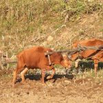 How Was North Korea's New 2025 Agricultural Policy? (3) Is Kim Jong-un Regime's 'Food Monopoly' Nearly Complete? State strictly controls farm production