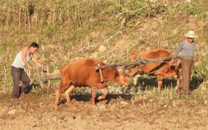 How Was North Korea's New 2025 Agricultural Policy? (3) Is Kim Jong-un Regime's 'Food Monopoly' Nearly Complete? State strictly controls farm production