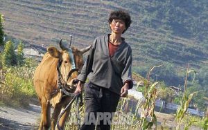 ＜Inside N. Korea＞ Confiscated Private "Small Plots" Leased to Institutions and Enterprises as State Revenue Stream — "Hand Over 40% of Your Harvest"