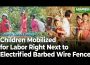 ＜N. Korean Video＞ NK Children Mobilized for Labor Under the Pretext of 